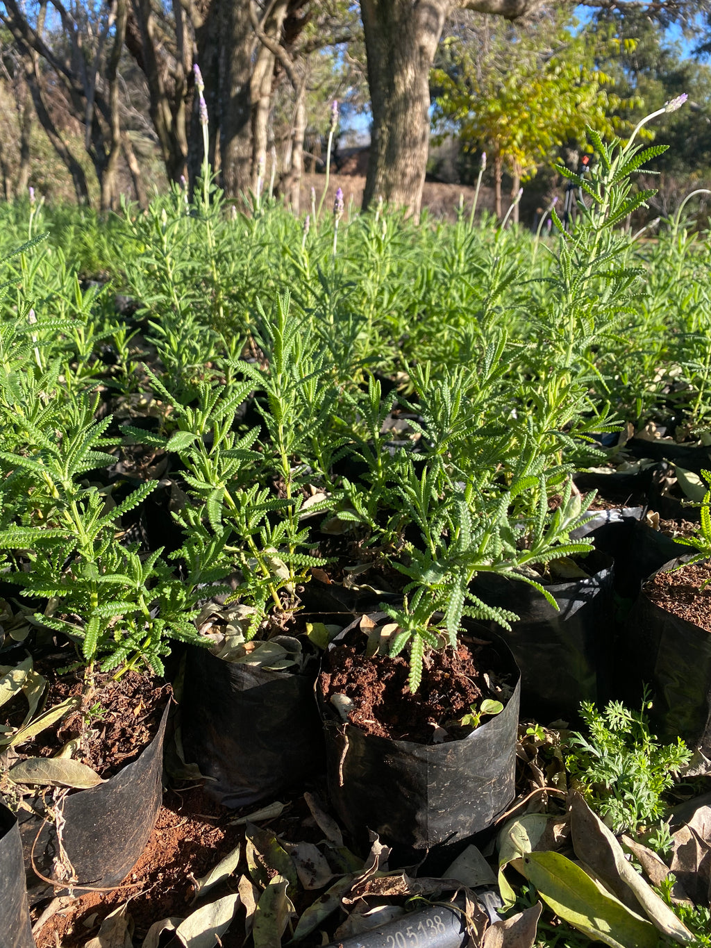 Lavender plants