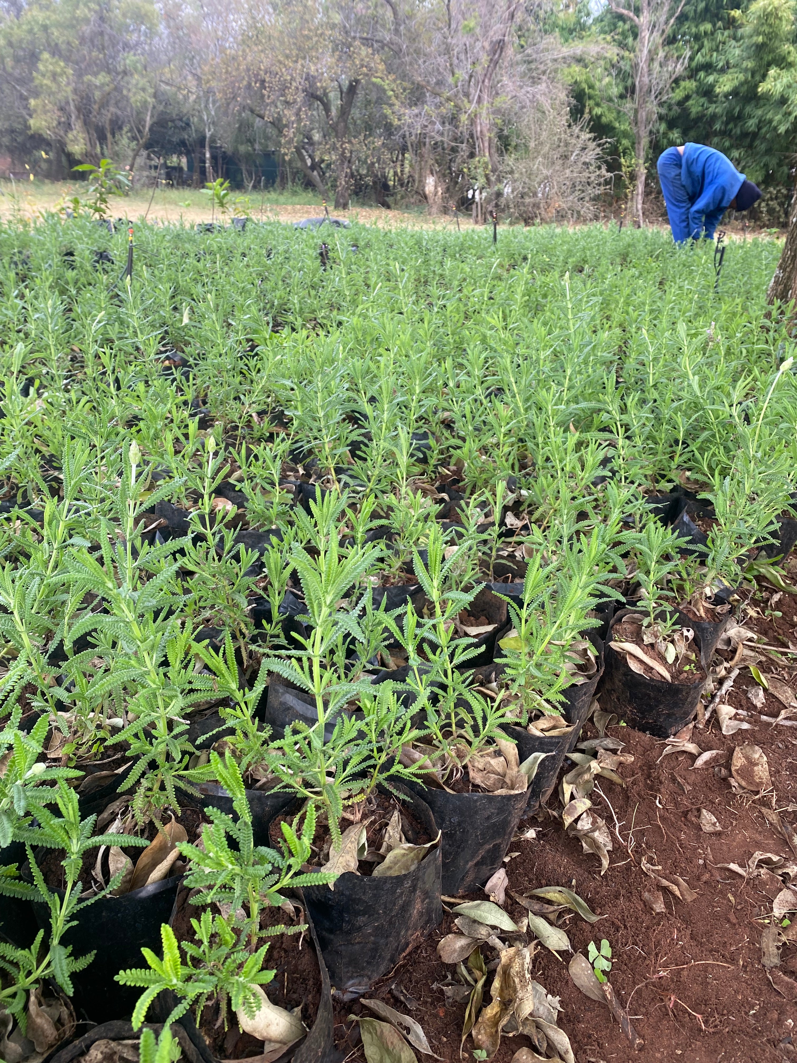 Lavender plants