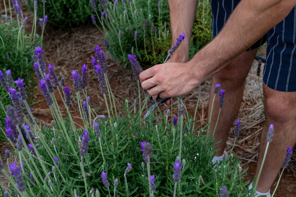 Flower picking