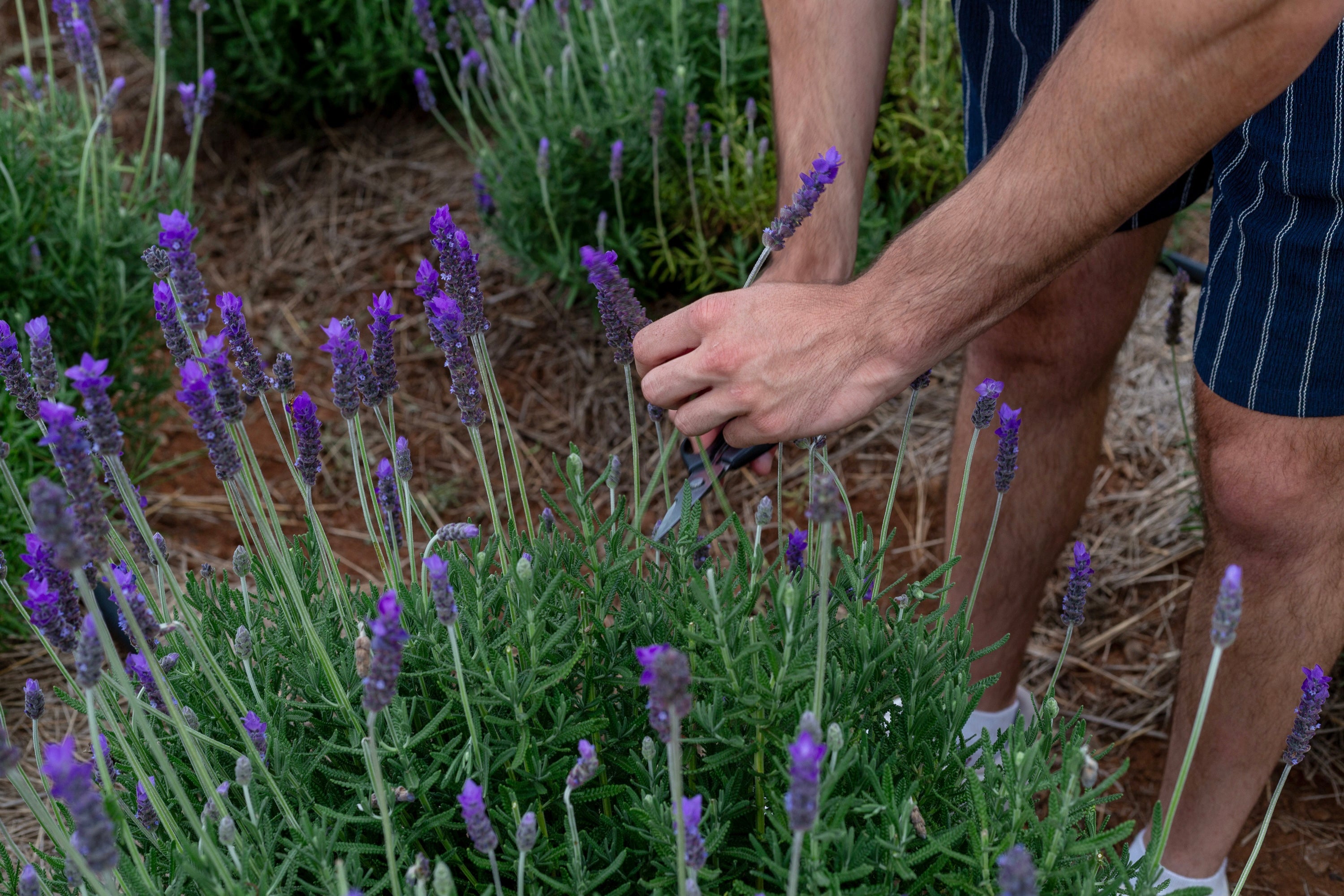 Flower picking