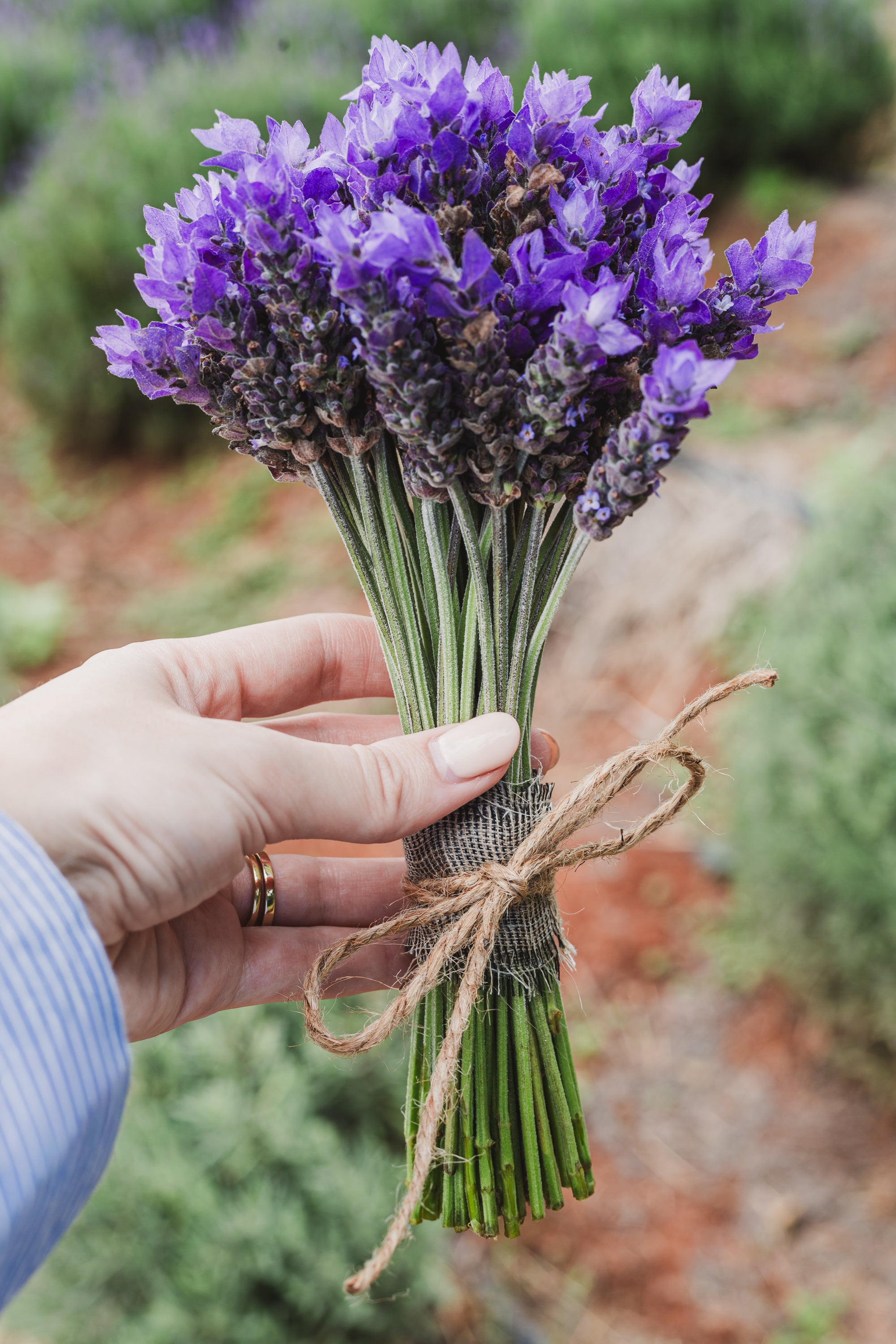 Fresh Lavender Bouguets