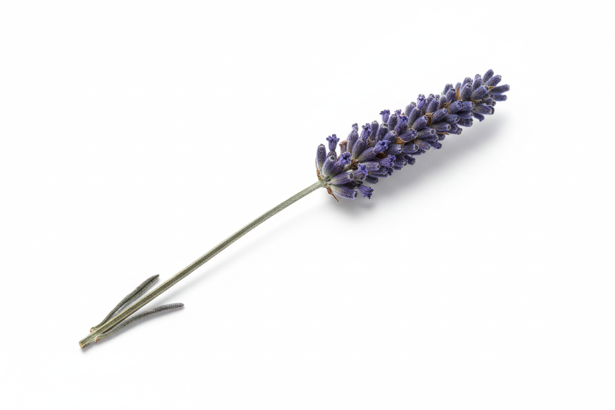 Dried Lavender Bouquets